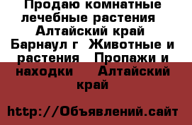 Продаю комнатные лечебные растения - Алтайский край, Барнаул г. Животные и растения » Пропажи и находки   . Алтайский край